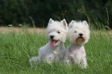 WESTIE 413